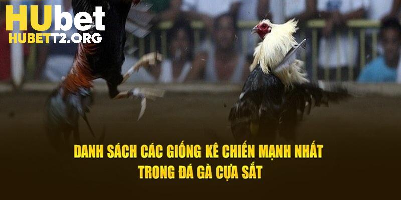 Danh sách các giống kê chiến mạnh nhất trong đá gà cựa sắt.